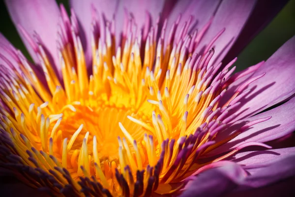 Purple lotus — Stockfoto