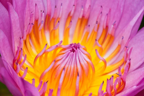 Purple lotus — Stockfoto