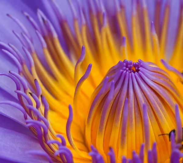 紫莲花 — 图库照片