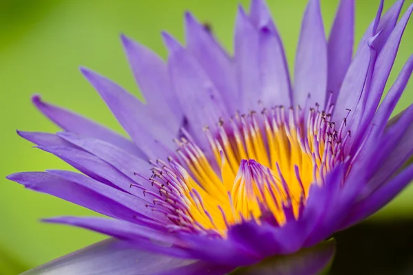 Purple lotus — Stockfoto