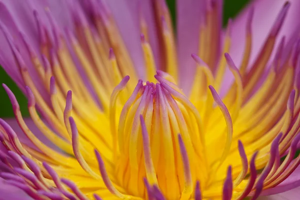 Purple lotus — Stockfoto