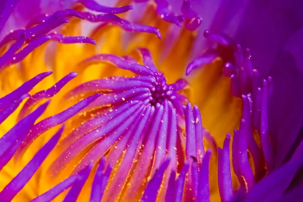 Purple lotus — Stockfoto