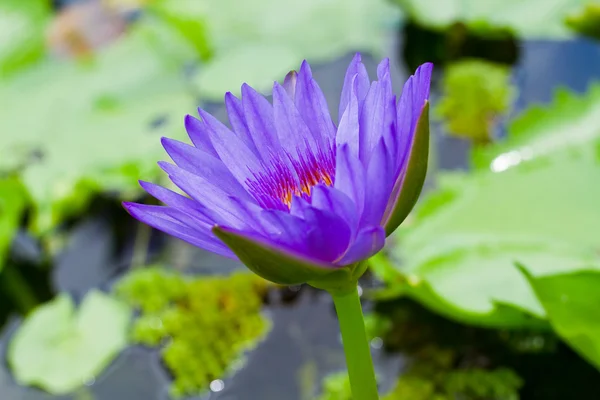 Mor lotus — Stok fotoğraf