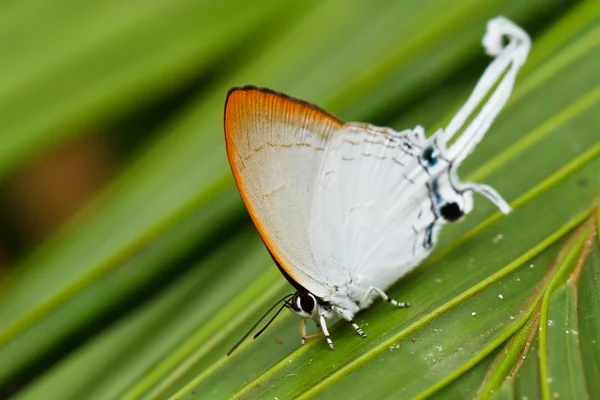 Motyl w pang sida park narodowy Tajlandia — Zdjęcie stockowe