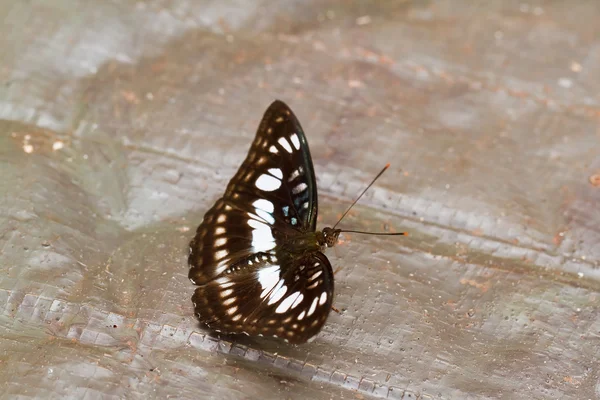 Mariposa en pang sida parque nacional tailandia — Foto de Stock