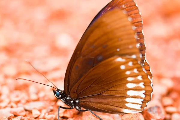 Mariposa en pang sida parque nacional tailandia —  Fotos de Stock