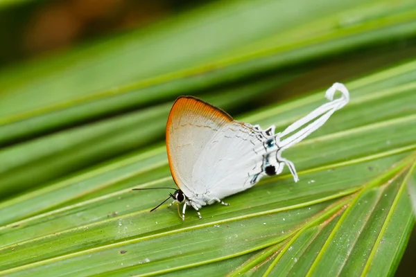 Motyl w pang sida park narodowy Tajlandia — Zdjęcie stockowe