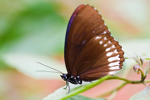 Farfalla nel pang sida parco nazionale della Thailandia — Foto Stock