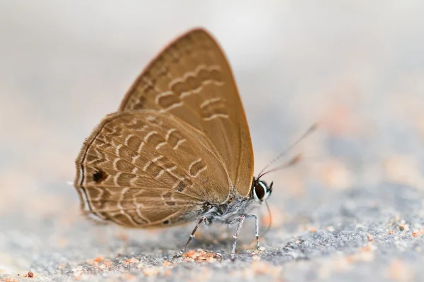 Motýl v pang sida národní park Thajska — Stock fotografie