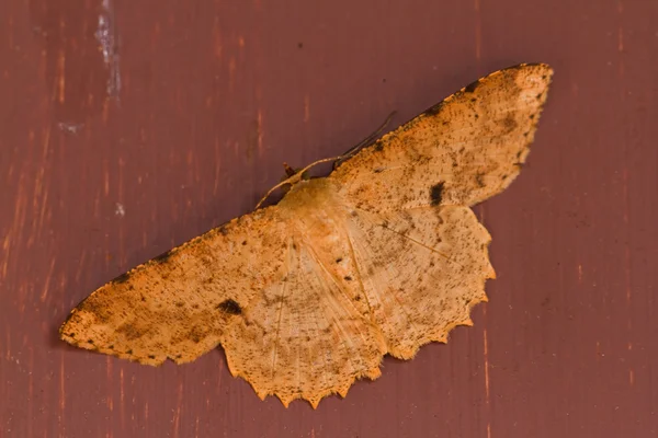 Motyl w pang sida park narodowy Tajlandia — Zdjęcie stockowe