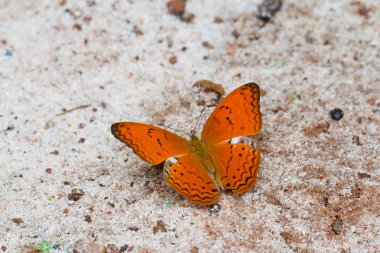Pang SIDA Milli Parkı Tayland'da kelebek