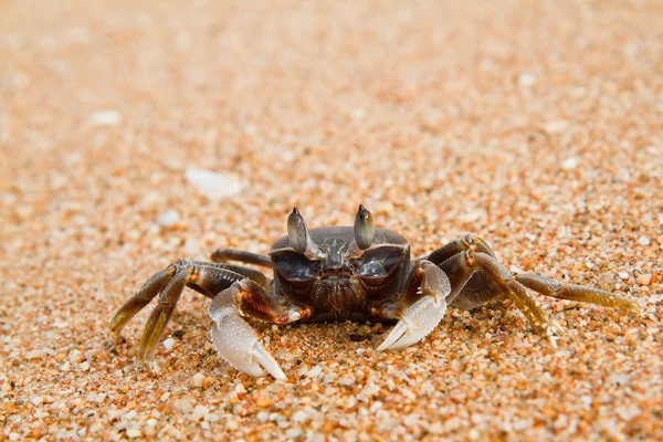 Krab na plaży — Zdjęcie stockowe