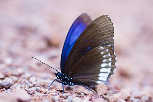 パン sida の国立公園タイを蝶します。 — ストック写真
