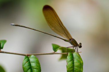 Pang SIDA Milli Parkı Tayland'da kelebek
