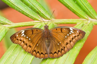 Pang SIDA Milli Parkı Tayland'da kelebek