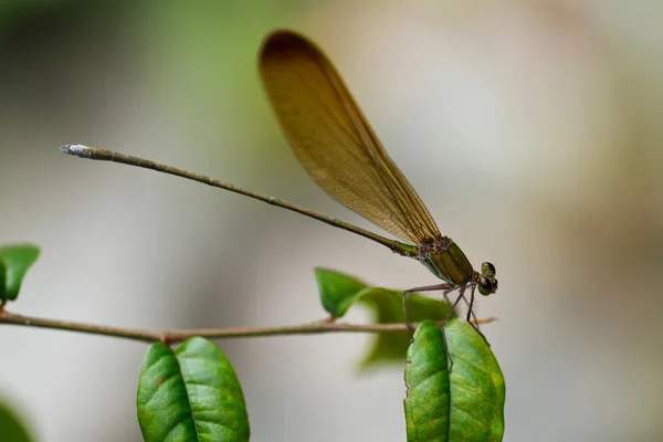 Mariposa en pang sida parque nacional tailandia — Foto de Stock