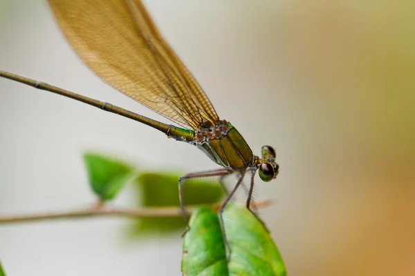 Motyl w pang sida park narodowy Tajlandia — Zdjęcie stockowe