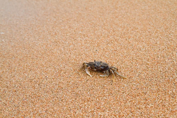 蟹在海滩上 — 图库照片