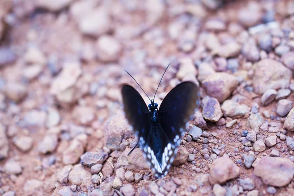 Mariposa en pang sida parque nacional tailandia — Foto de Stock
