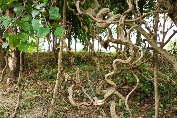 Verdrehte tropische Baumwurzeln — Stockfoto