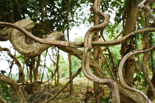 tropik Ağaç kökleri twisted