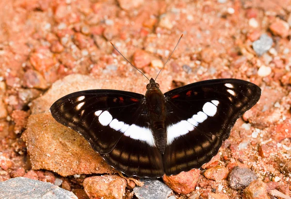 Mariposa en pang sida parque nacional tailandia — Foto de Stock