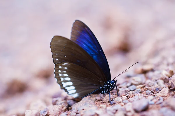 Motýl v pang sida národní park Thajska — Stock fotografie