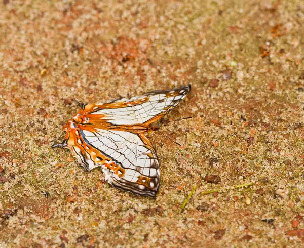 Borboleta no parque nacional pang sida tailândia — Fotografia de Stock