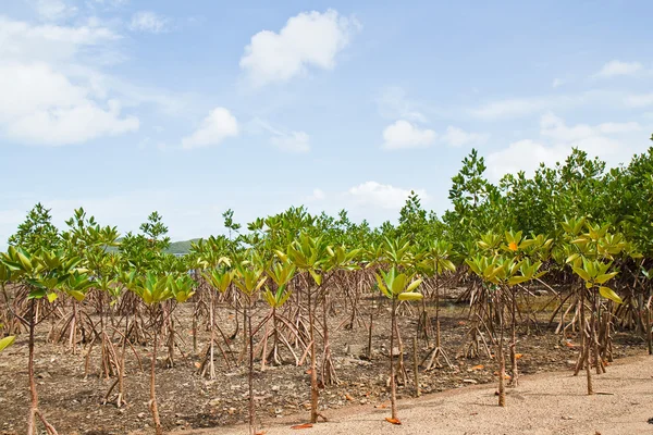 Manglar Tailandia . — Foto de Stock