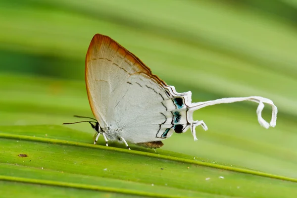 Fluture în pang sida parc național Thailanda — Fotografie, imagine de stoc