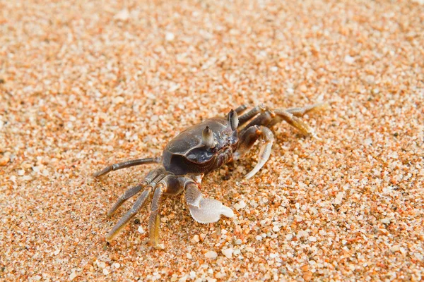 Krab na plaży — Zdjęcie stockowe