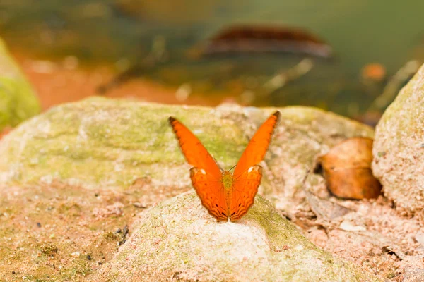 Pang SIDA Milli Parkı Tayland'da kelebek — Stok fotoğraf