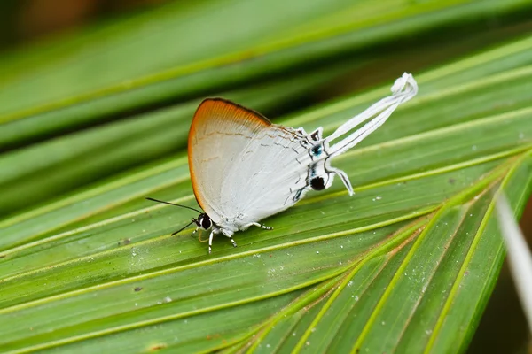 Borboleta no parque nacional pang sida tailândia — Fotografia de Stock