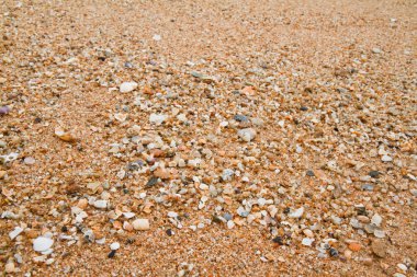 Kumsalda deniz kabukları.