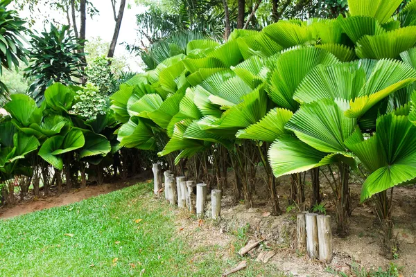 Palmbomen in de tuin. — Stockfoto