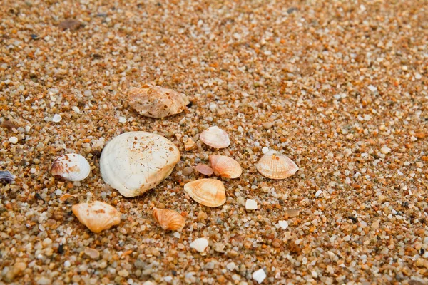 Snäckskal på sandstrand. — Stockfoto
