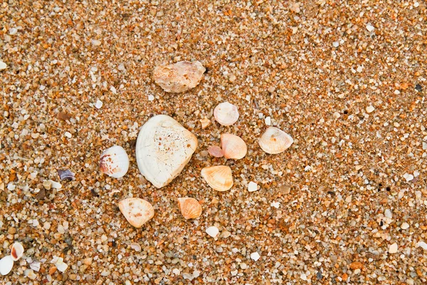 Sea shells on sandy beach. — Stock Photo, Image