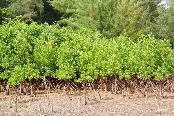 Manguezal Tailândia . — Fotografia de Stock