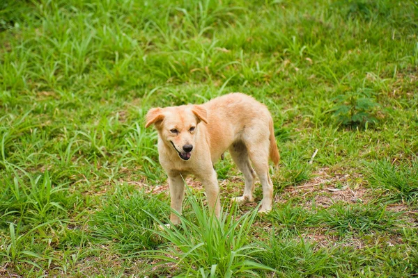 Thai dog — Stock Photo, Image