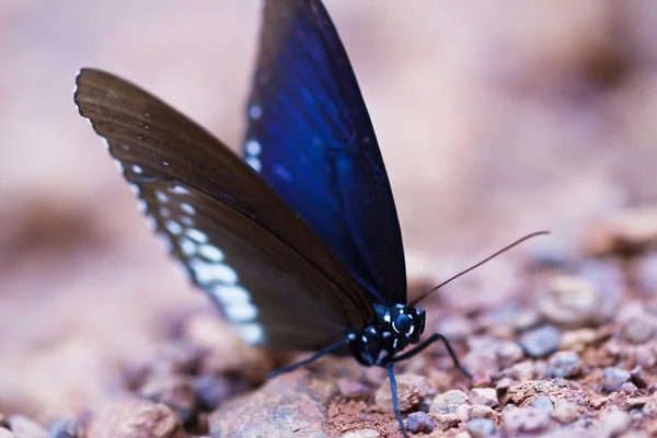 Mariposa en pang sida parque nacional tailandia — Foto de Stock