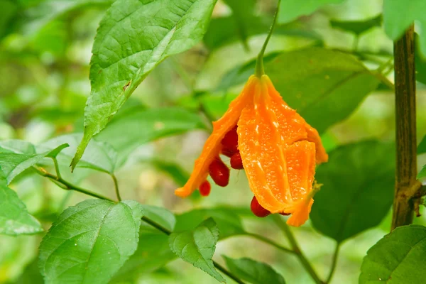 Balsam apple op boom — Stockfoto