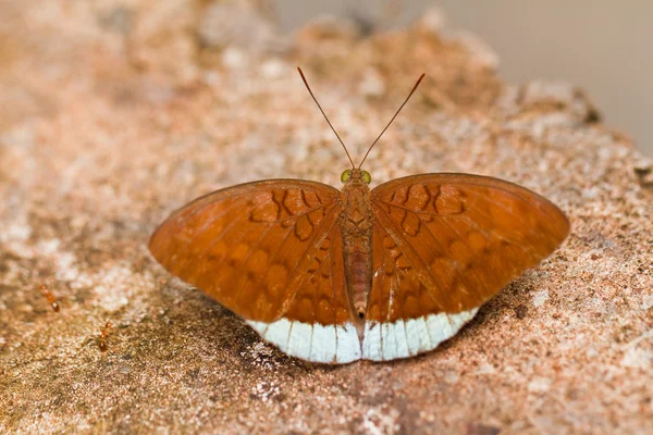 Mariposa en pang sida parque nacional tailandia —  Fotos de Stock