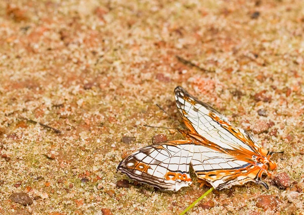 Borboleta no parque nacional pang sida tailândia — Fotografia de Stock