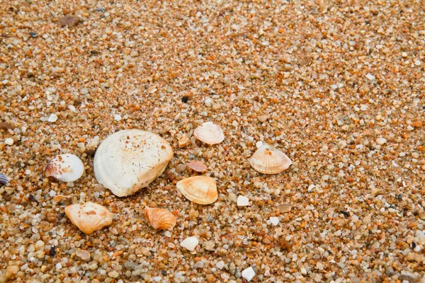 Sea shells on sandy beach. — Stock Photo, Image