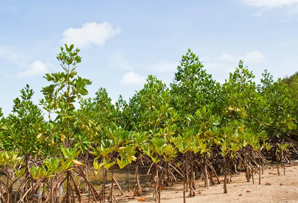 Mangrovia Thailandia . — Foto Stock