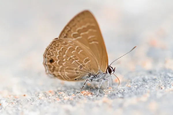 Motyl w pang sida park narodowy Tajlandia — Zdjęcie stockowe