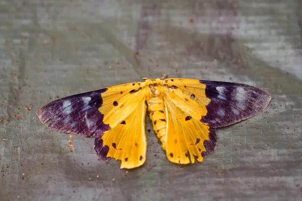 Borboleta no parque nacional pang sida tailândia — Fotografia de Stock