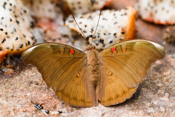 Borboleta no parque nacional pang sida tailândia — Fotografia de Stock