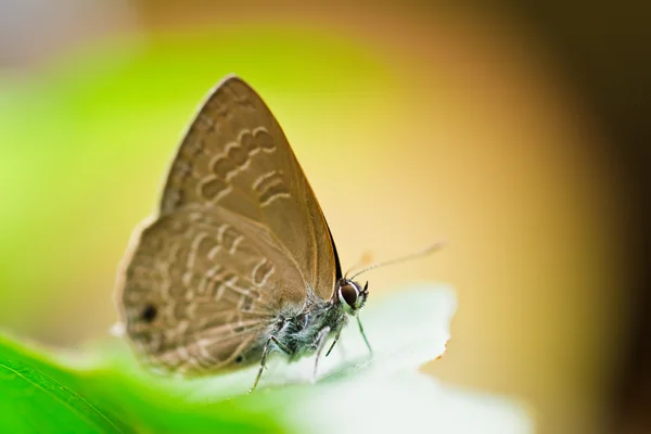 Papillon dans le parc national pang sida thailand — Photo