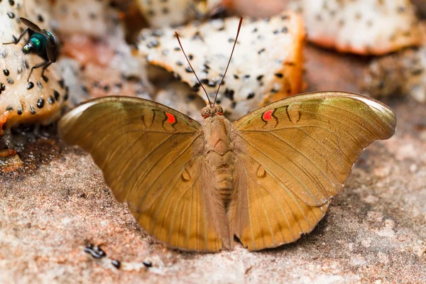 Papillon dans le parc national pang sida thailand — Photo